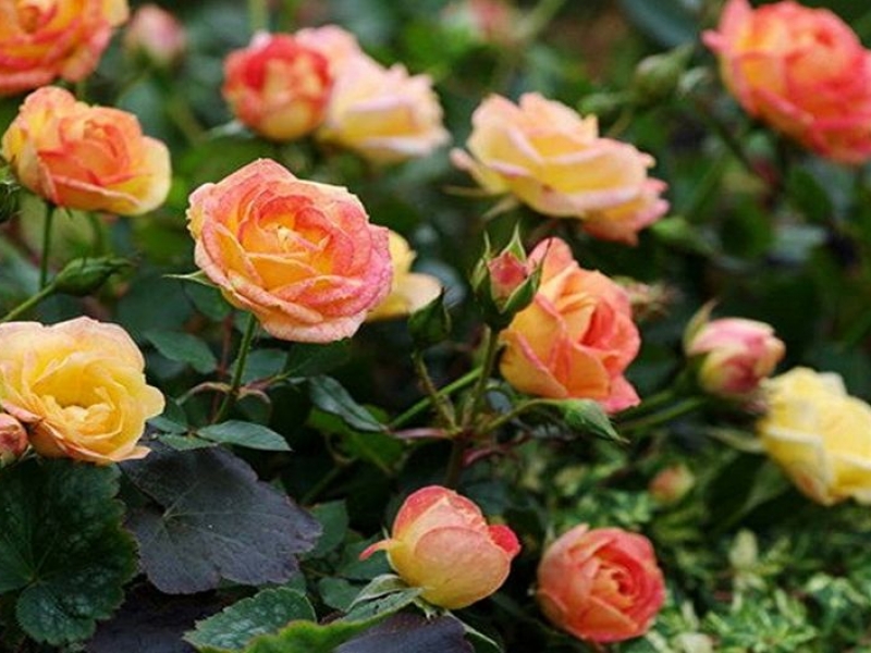 Розы миниатюрные