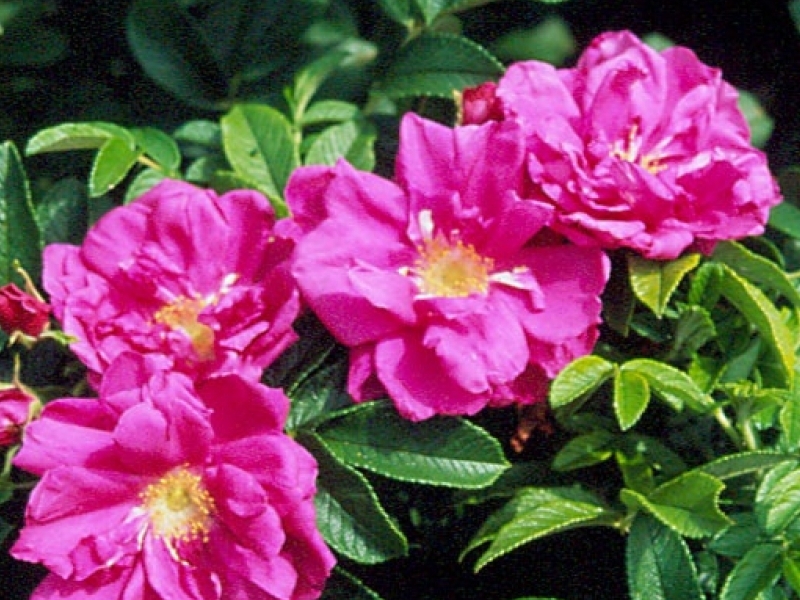 Розы Ругоза