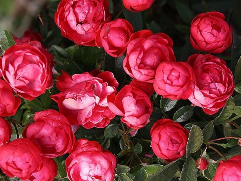 Розы полиантовые