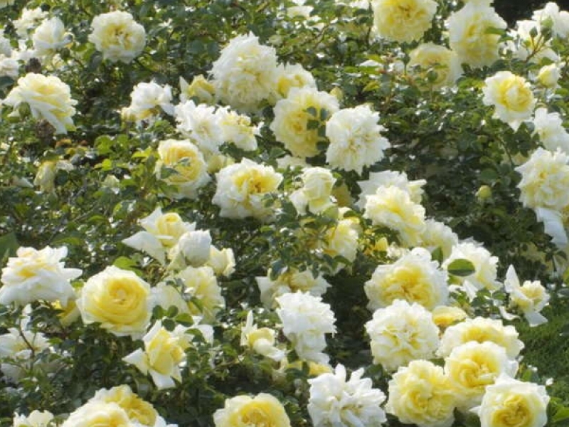 Розы ландшафтные