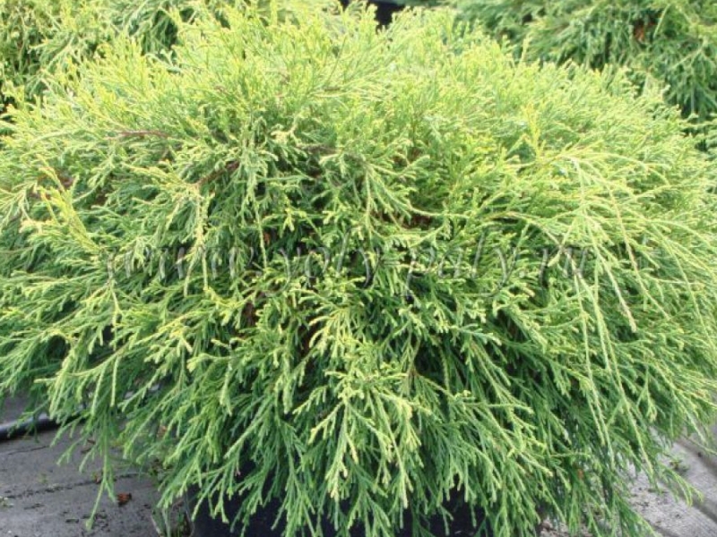 Кипарисовик горохоплодный/Chamaecyparis pisifera