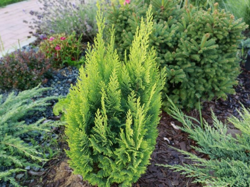 Кипарисовик лавсона/Chamacyparis lawsoniana