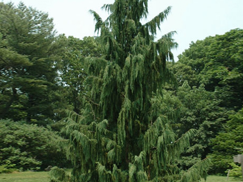 Кипарисовик нутканский/Chamaecyparis nootkatensis