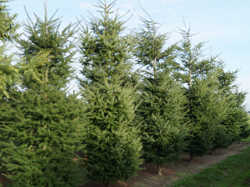 Псевдотсуга Мензиса/Pseudotsuga menziesii