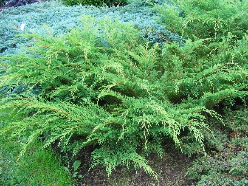 Микробиота перекрестнопарная/Microbiota decussata