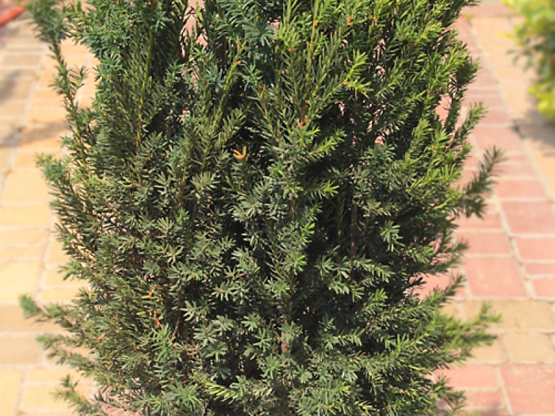 Тис средний/Taxus media