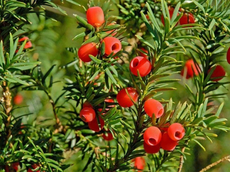 Тис ягодный/Taxus baccata