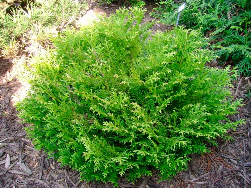 Туевик/Thujopsis