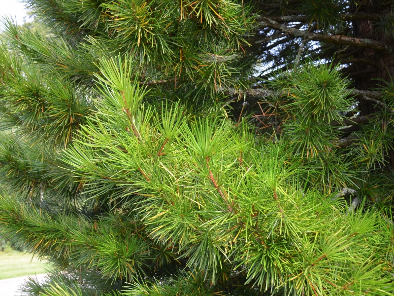 Сциадопитис/Sciadopitys