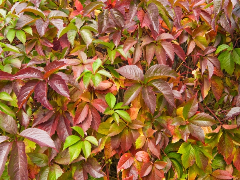 Виноград девичий пятилисточковый/Parthenocissus quinquefolia