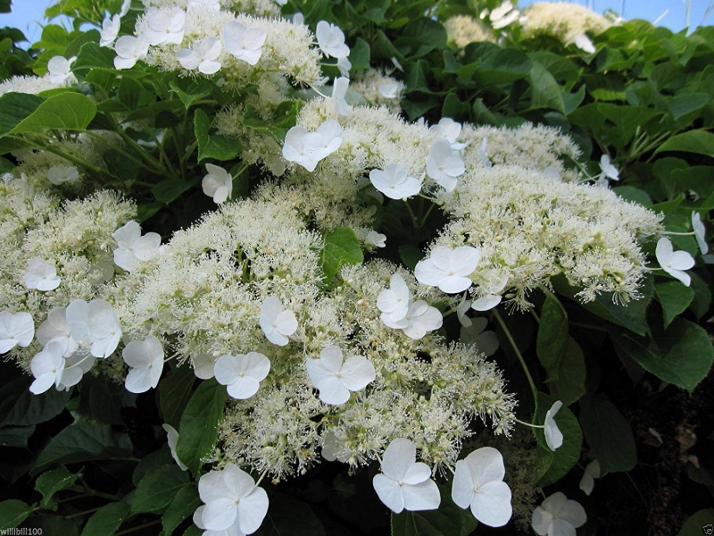 Гортензия черешковая/Hydrangea petiolaris