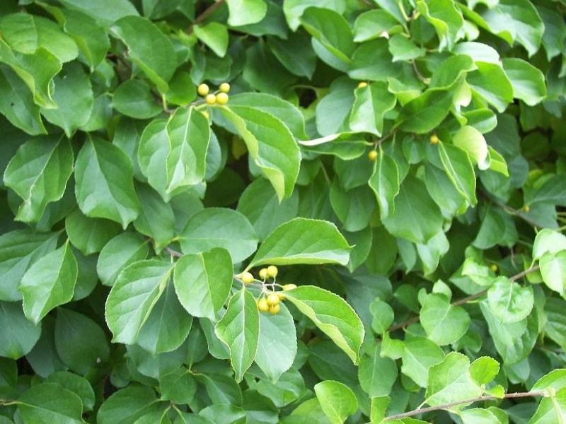 Древогубец/Celastrus