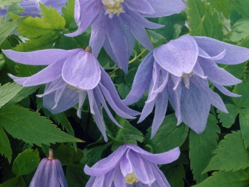 Княжик/Atragene