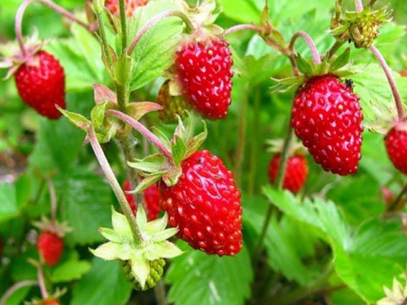 Земляника мелкоплодная