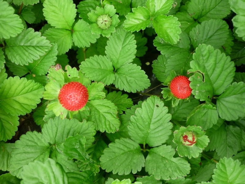 Земляника декоративная