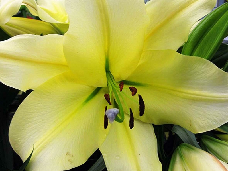 Красивоцветущие и декоративно-лиственные многолетники