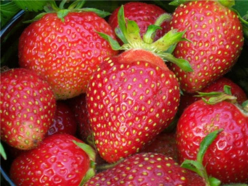 Земляника неремонтантная