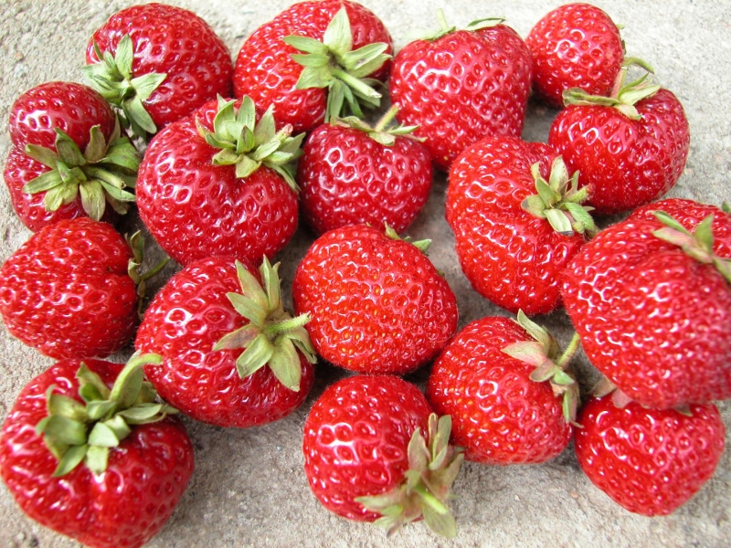 Земляника ремонтантная