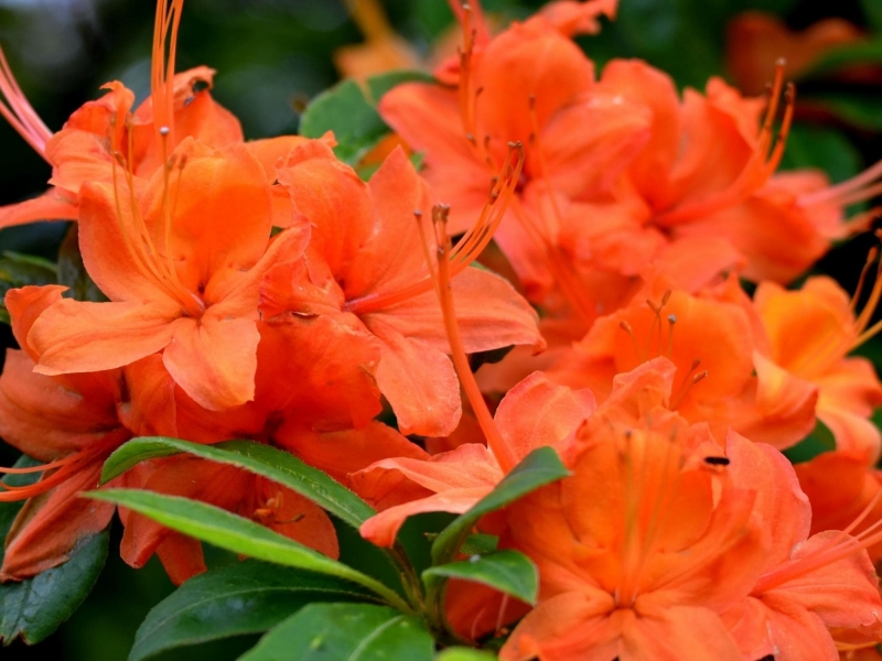 Азалия (рододендрон)/Azalea