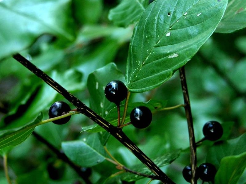 Крушина/Rhamnus