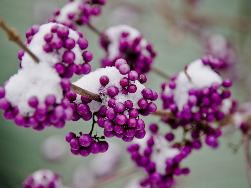 Красивоплодник/Callicarpa