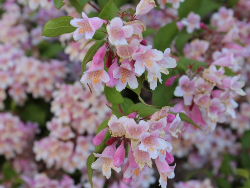 Кольквиция/Kolkwitzia