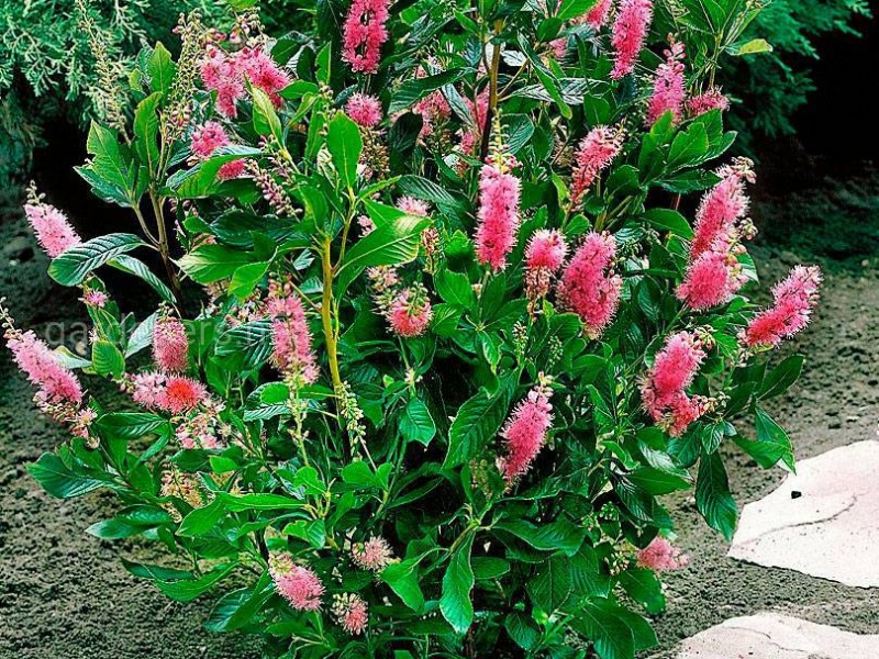 Клетра/Clethra