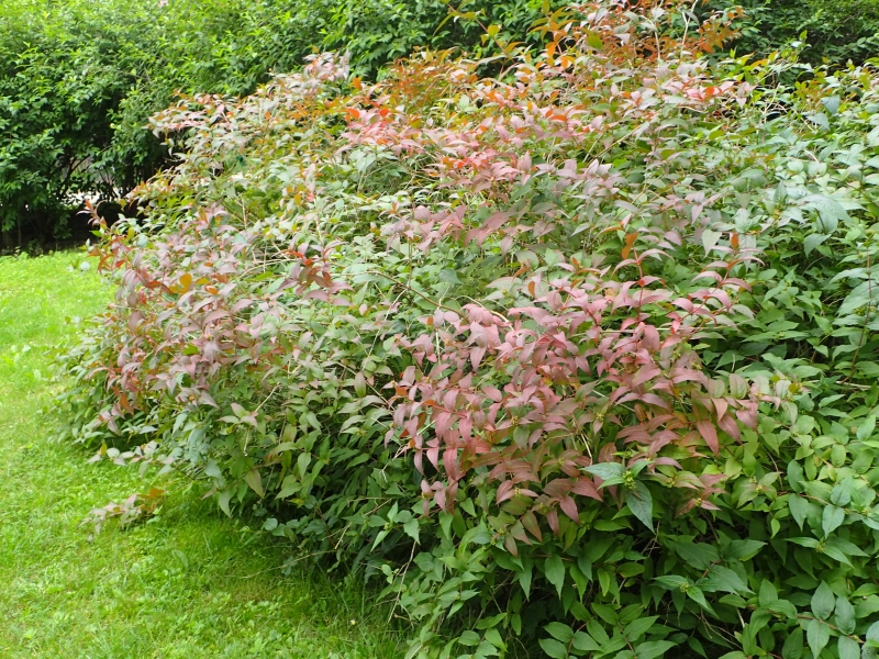 Диервилла/Diervilla