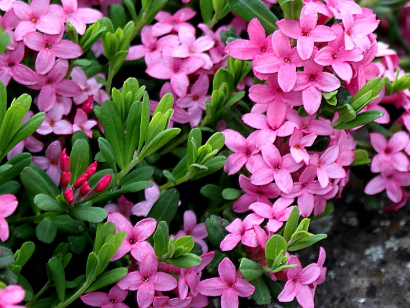 Волчеягодник/Daphne