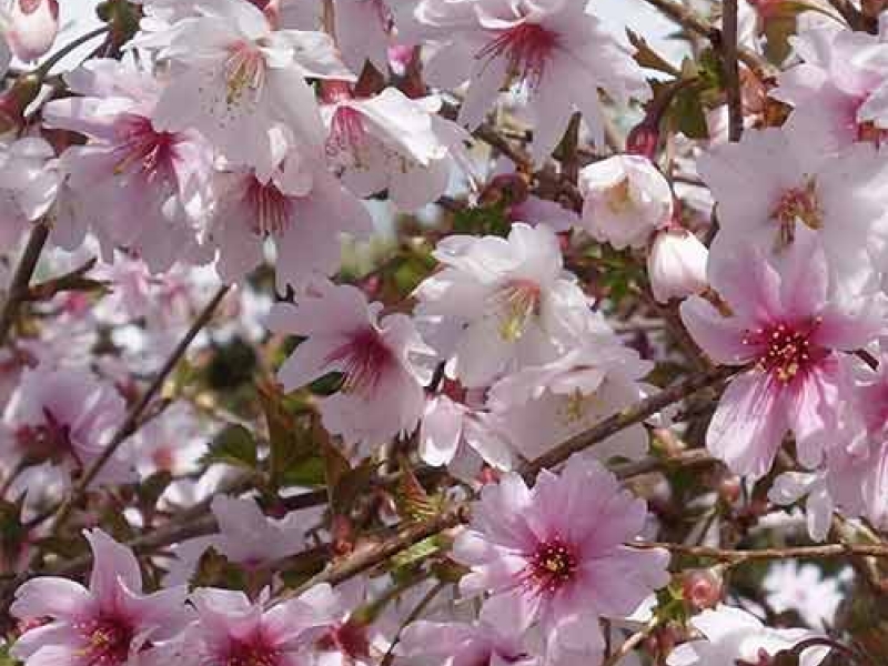 Вишня декоративная/Prunus