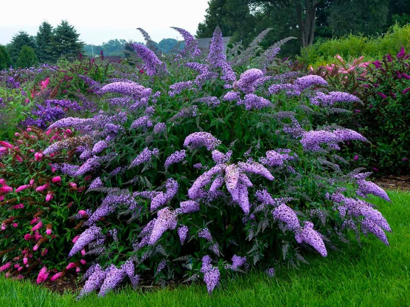 Буддлея/Buddleja