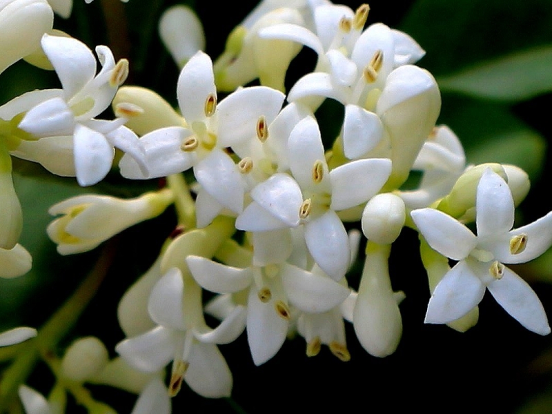 Бирючина/Ligustrum