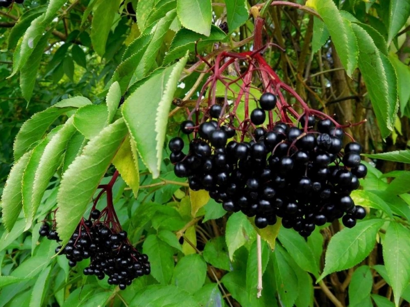 Бузина/Sambucus