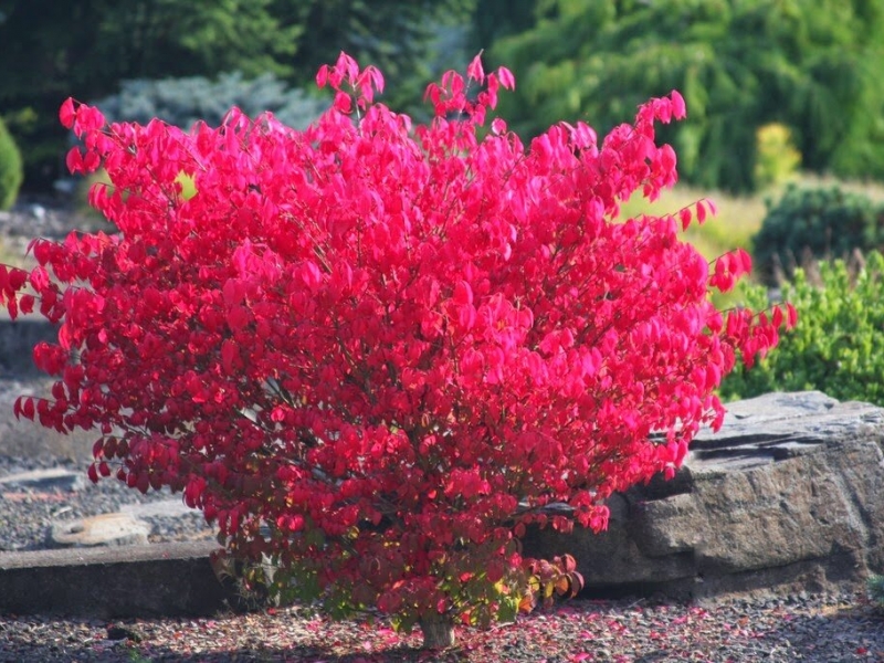 Бересклет/Euonymus
