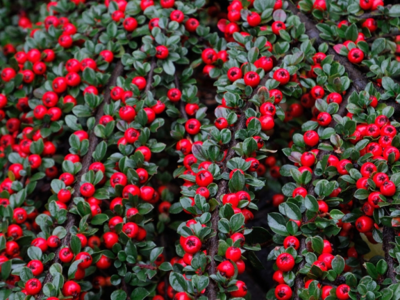 Кизильник/Cotoneaster