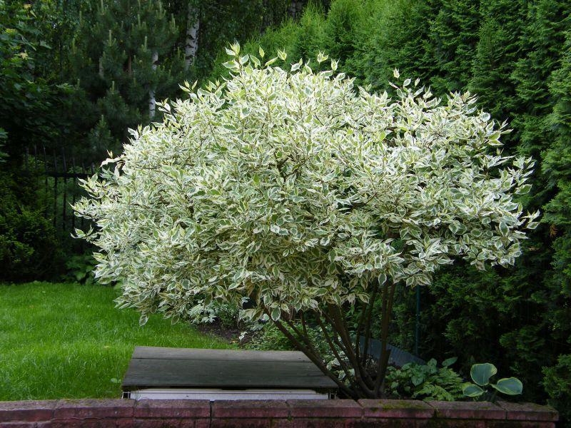 Дерен/Cornus