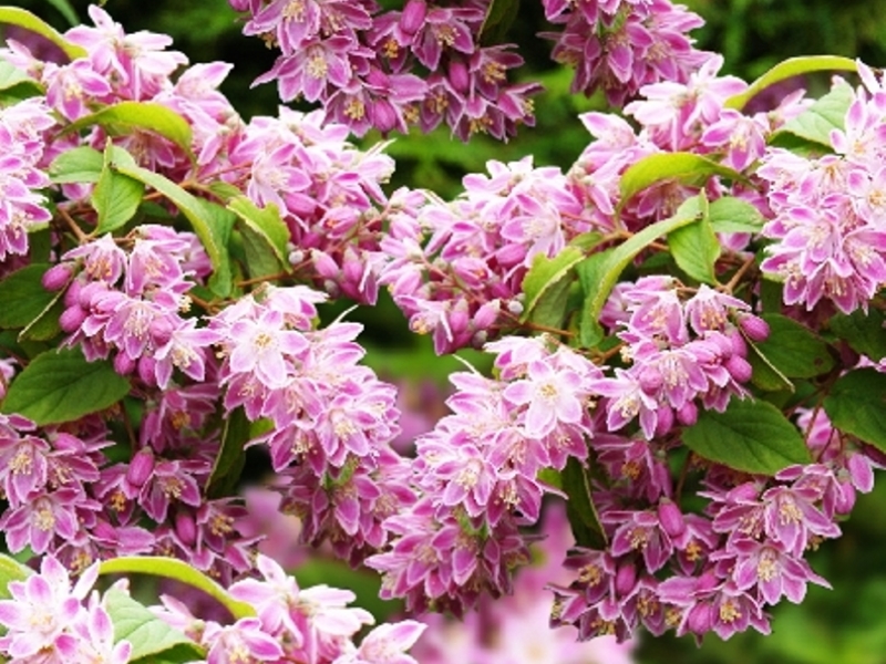 Дейция/Deutzia