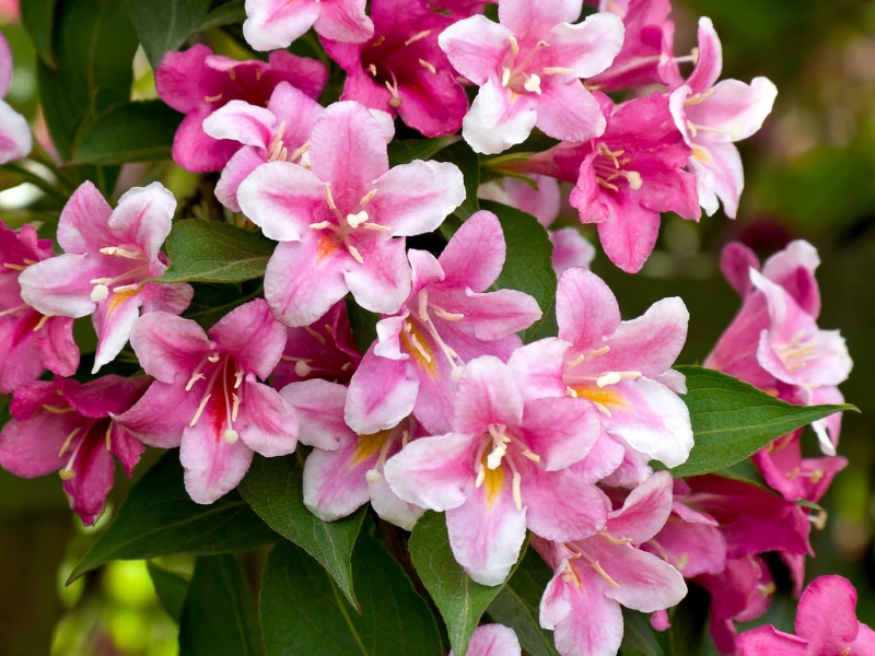 Вейгела/Weigela