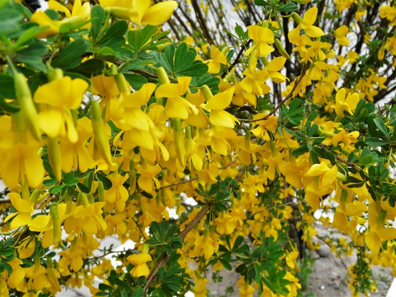 Карагана/Caragana