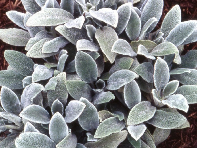 Чистец (стахис)/Stachys