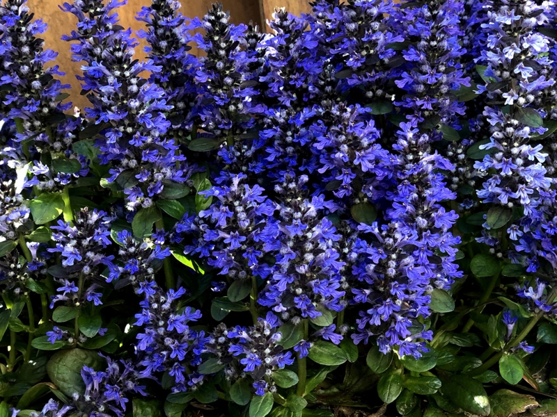 Живучка/Ajuga