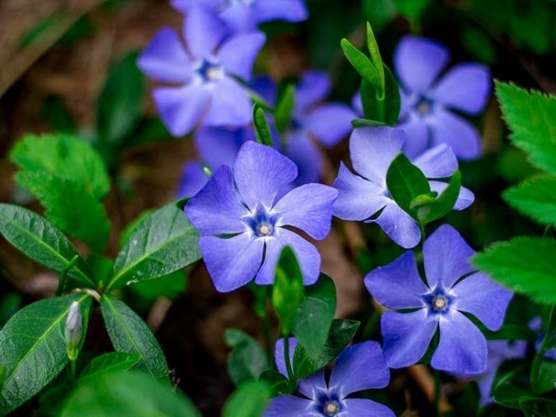 Барвинок/Vínca