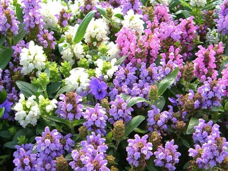 Прунелла/Prunella