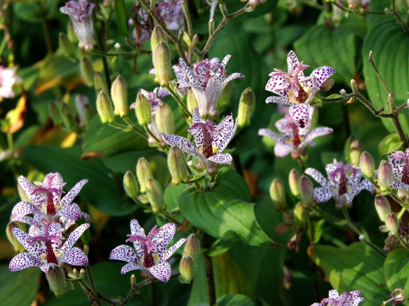 Трициртис/Tricyrtis