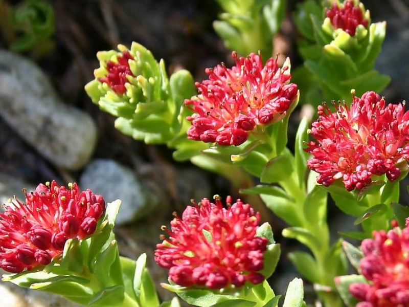 Родиола/Rhodiola