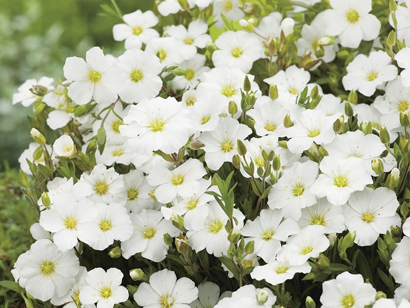 Песчанка/Arenaria