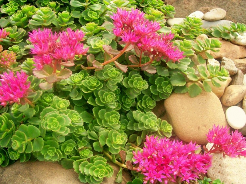 Очиток почвопокровный/Sedum