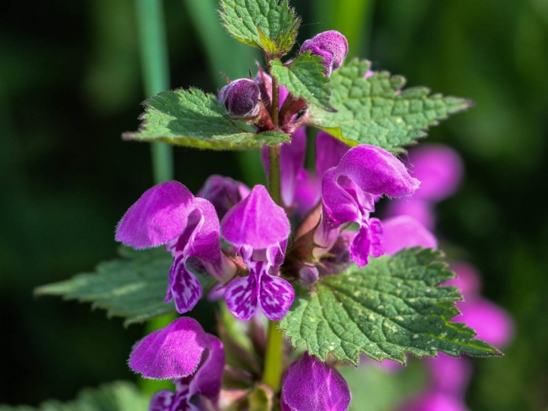 Яснотка/Lamiastrum