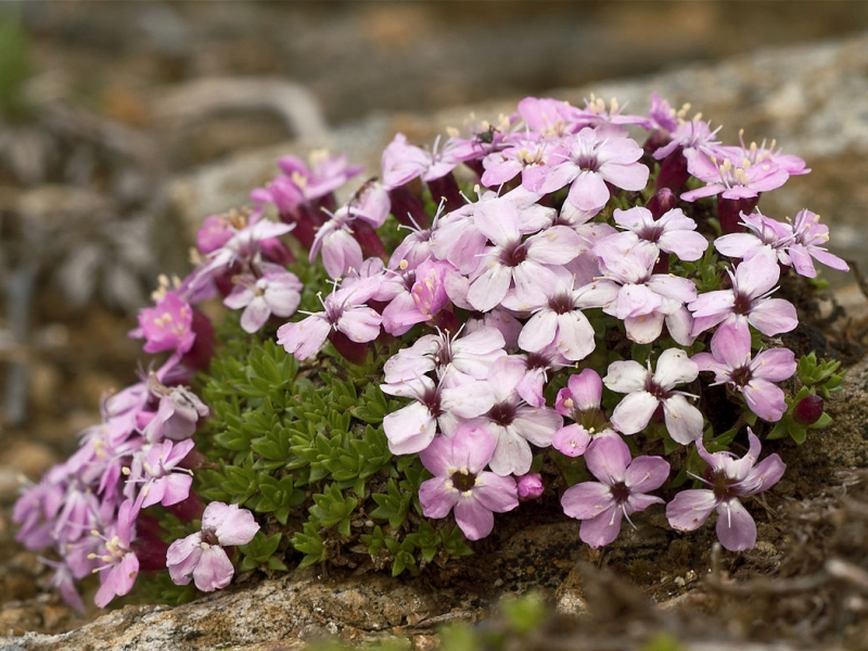 Смолевка/Silene