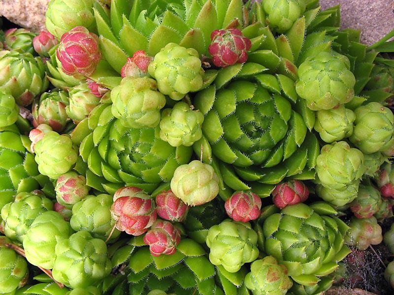 Молодило/Sempervivum